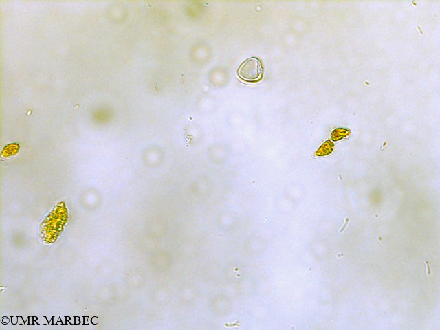 phyto/Scattered_Islands/all/COMMA April 2011/Nanoflagellé 10 (ancien Flagellé 2)(copy).jpg